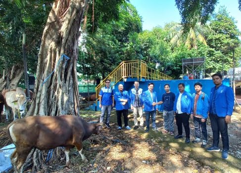 gamki sumbang sapi kurban gerakan angkatan muda kristen indonesia